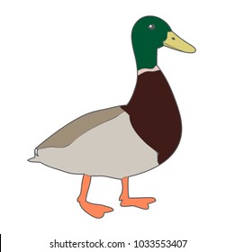 vector, drake on white background