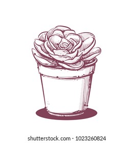 Vector draving of cactus.