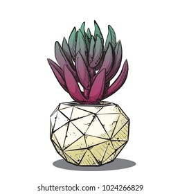 Vector draving of cactus. Sketchstyle