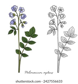 Raíz de absceso, Polemonium reptans, ilustración dibujada a mano de planta medicinal