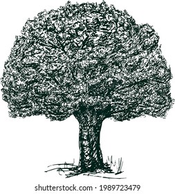 Vector drawing of abstract old oak tree with lush foliage