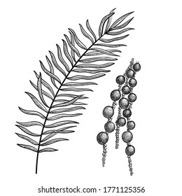 vector drawing acai, Euterpe oleracea, hand drawn illustration of medicinal plant