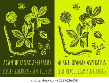 Vector drawing ACANTHOPANAX ASPERATUS. Hand drawn illustration. The Latin name is  ELEUTHEROCOCCUS SENTICOSUS.
