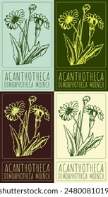 Vektorgrafik Zeichnen ACANTHOTHECA. Handgezeichnete Illustration. Der Name des Latins lautet DIMORPHOTHECA MOENCH.
