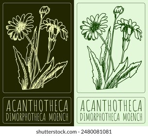 Vektorgrafik Zeichnen ACANTHOTHECA. Handgezeichnete Illustration. Der Name des Latins lautet DIMORPHOTHECA MOENCH.
