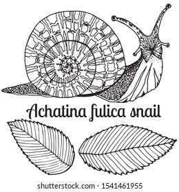 Vector drawing of Achatina snail or African giant land snail in the spiral shell isolated on white background. Hermaphrodite gastropod mollusk in contour style with leaves. Vector illustration.