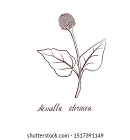 vector drawing Acmella oleracea plant, hand drawn illustration