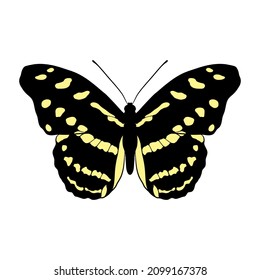 dibujo vectorial Acontius firewing butfly, Catonephele acontius, ilustración de mano