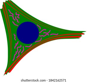 vector drawing of adherent cell 