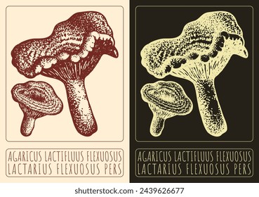 Dibujo vectorial AGARICUS LACTIFLUUS FLEXUOSUS. Dibujado a mano ilustración. El nombre latino es LACTARIUS FLEXUOSUS PERS.
