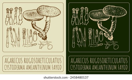 Vector drawing AGARICUS RUGOSORETICULATUS. Hand drawn illustration. The Latin name is CYSTODERMA AMIANTHINUM FAYOD.
