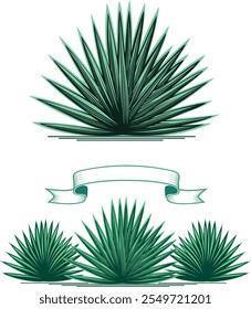 desenho vetorial da produção de agave. tequila. pode ser usado no logotipo, rótulo e outros