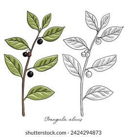 vector drawing alder buckthorn branch with leaves and berries ,Frangula alnus , hand drawn illustration