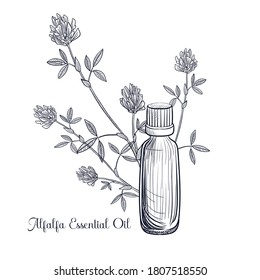 vector drawing alfalfa essential oil, Medicago sativa, hand drawn illustration