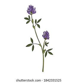 vector drawing alfalfa, flower of lucerne, Medicago sativa , hand drawn illustration