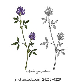 vector drawing alfalfa, flower of lucerne, Medicago sativa , hand drawn illustration