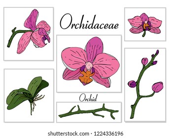 Vector drawing of all parts of the Orchid in bright colors