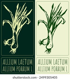 Vector drawing ALLIUM LAETUM. Hand drawn illustration. Latin name is ALLIUM PORRUM L.
