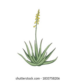 vector drawing aloe vera plant at white background, hand drawn illustration