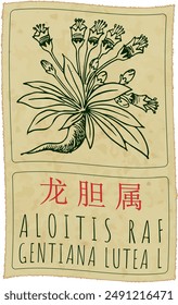 Vector drawing ALOITIS RAF in Chinese. Hand drawn illustration. The Latin name is GENTIANA LUTEA L.
