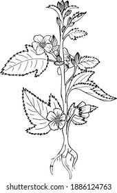 Vektorgrafik von California officinalis