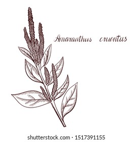 vector drawing amaranth plant, hand drawn illustration