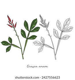 vector drawing amargo, bitter-wood, Quassia amara, hand drawn illustration of medicinal plant