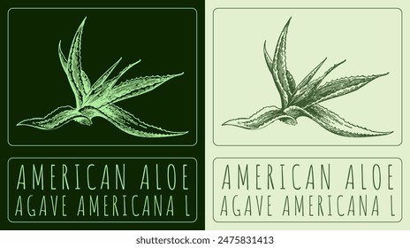 Vector drawing AMERICAN ALOE. Hand drawn illustration. The Latin name is AGAVE AMERICANA L.
