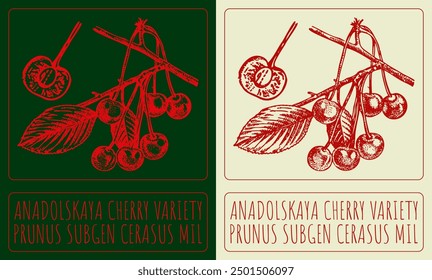 Vector drawing ANADOLSKAYA CHERRY VARIETY. Hand drawn illustration. Latin name is KOCHS OSTHEIMER.
