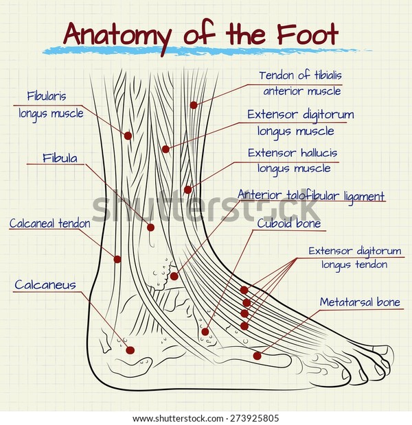 Vector Drawing Anatomy Human Foot 库存矢量图（免版税）273925805