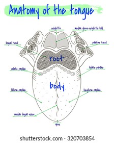 Vector Drawing Anatomy Human Tongue Stock Vector (Royalty Free) 320703854