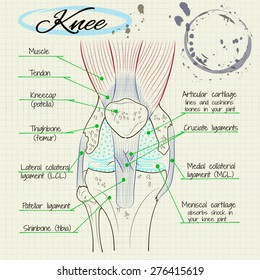 vector drawing anatomy of the knee