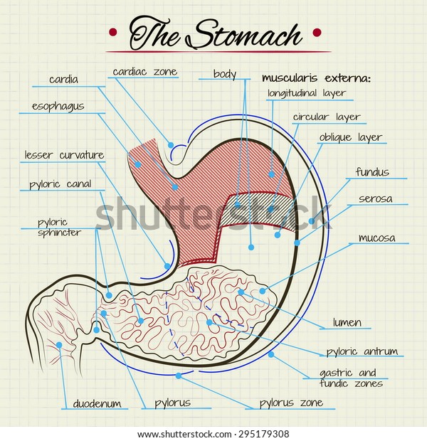 Vector Drawing Of The Anatomy Of The Stomach