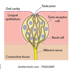 Vector Drawing Of The Anatomy Of A Taste Bud 