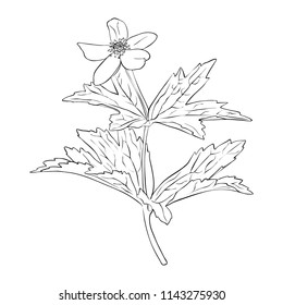 vector drawing anemone, floral element, hand drawn botanical illustration