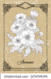 Vector drawing of Anemone flower on texture background. Vintage botanical illustration with floral element and nature object in frame, line art graphic drawing. See my full collection of plants.