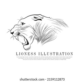 Vector drawing of angry lioness, An illustration of a predator, Line art of wild animal