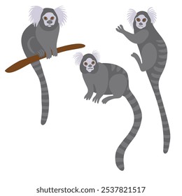 vector drawing animal, wild monkey, white-tufted marmoset, Callithrix jacchus isolated at white background, hand drawn illustration