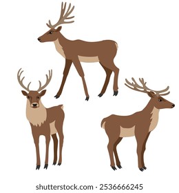 vector drawing animals, deers isolated at white background