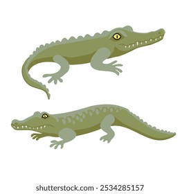 vector drawing animals, spectacled caiman isolated at white background