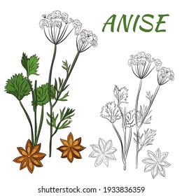 Vector drawing of anise branch. Anise branch, anise leaves and seeds.  Isolated medical flower and leaves. Herbal engraved style illustration. Botanical plant illustration.