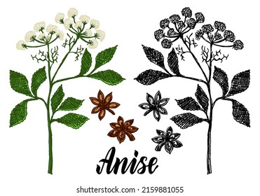 Vector drawing of anise branch. Anise branch, anise leaves and seeds. Anise stars. Isolated medical flower and leaves. Herbal engraved style illustration. Botanical plant vector illustration.