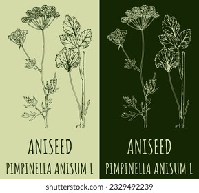 Vector drawing ANISEED. Hand drawn illustration. The Latin name is PIMPINELLA ANISUM L.
