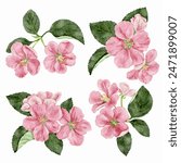 vector drawing apple blossoms, flowers of spring appletree, isolated at white background, hand drawn illustration