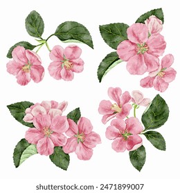 vector drawing apple blossoms, flowers of spring appletree, isolated at white background, hand drawn illustration