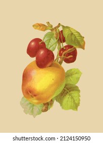 Vektorgrafik von Apfel und Kirschen im Vintage-Stil