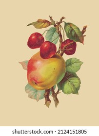 Vector drawing of apple and cherries in vintage style