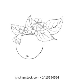 vector drawing apple with leaves and flowers isolated at white background, hand drawn botanical illustration