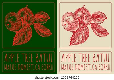Vector drawing APPLE TREE BATUL. Hand drawn illustration. Latin name is MALUS DOMESTICA  BORKH.
