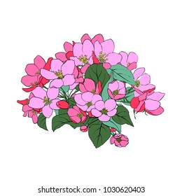 vector drawing apple tree blossoms and leaves, hand drawn illustration